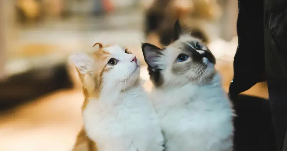 Kokia kačių veislė geriausiai tinka jums pagal jūsų Zodiako ženklą