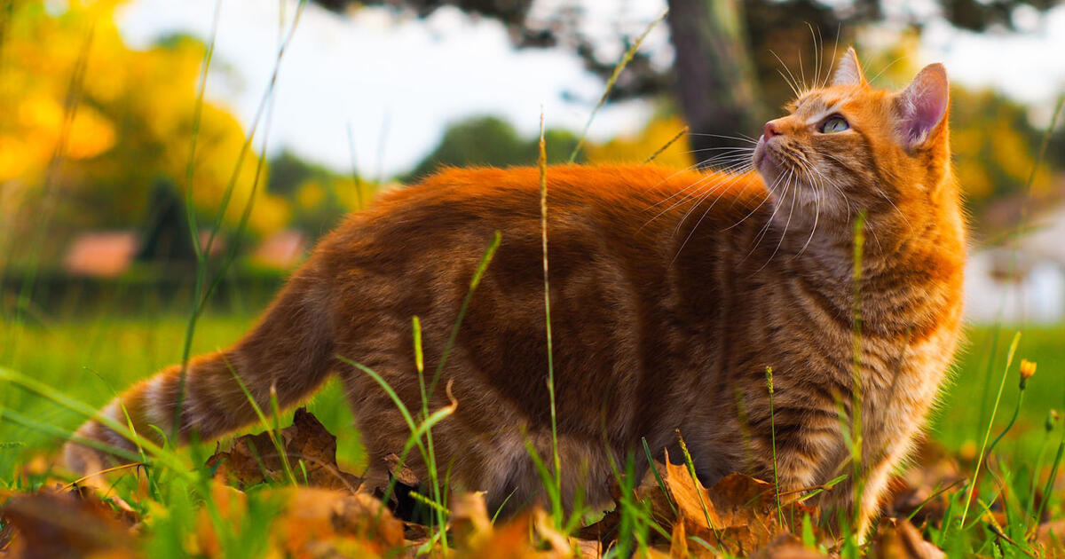 Kaip pailginti katės gyvenimą: paprasčiausias būdas, kurį šeimininkai ignoruoja