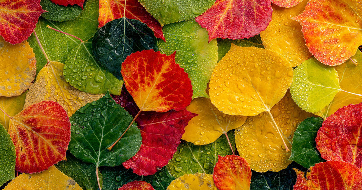 Ar užsiimate mylimu darbu? Lapo testas atskleis jūsų profesinius prioritetus