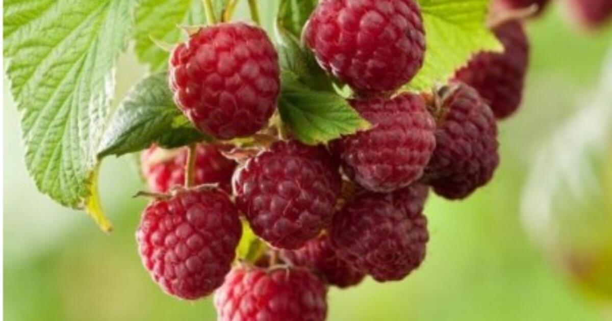 Klaida, kainuojanti derlių: kada sodinti avietes, kad jos išgyventų žiemą