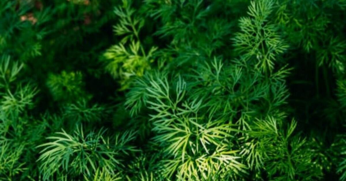 Kaip paspartinti krapų augimą: kuo patręšti, kad jie augtų v