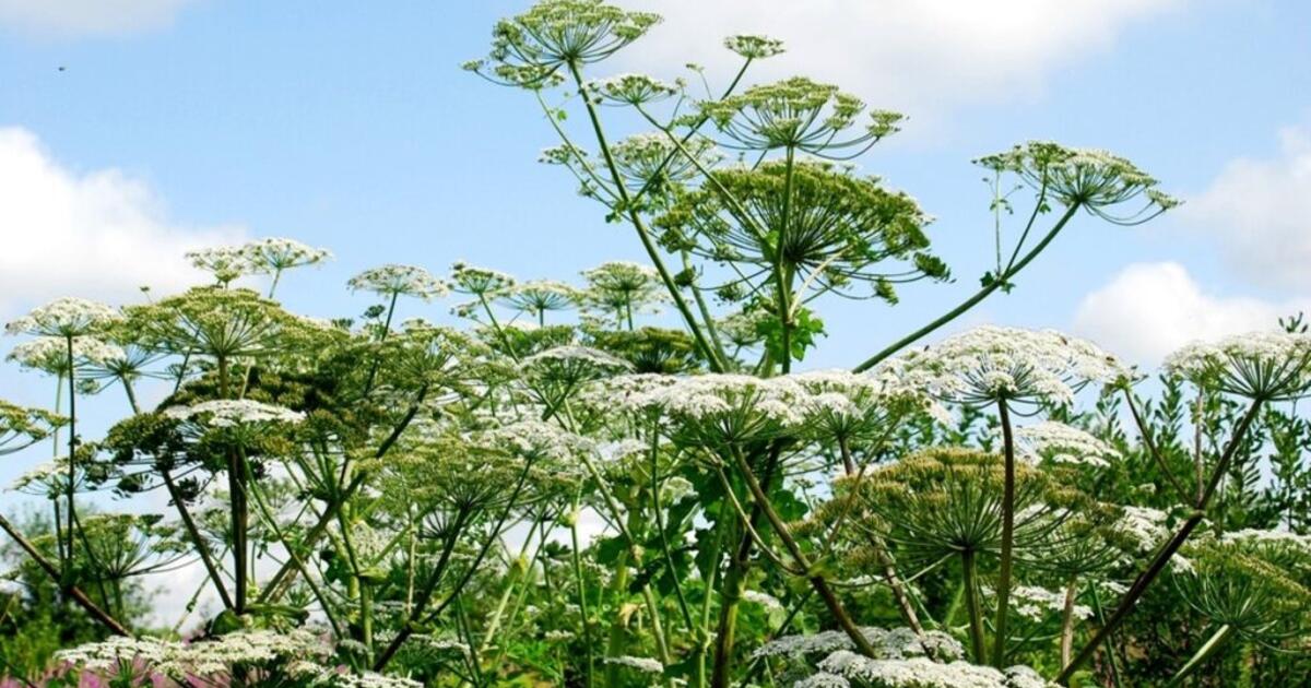 Už 0,8 mln. eurų naikins invazines augalų ir gyvūnų rūšis