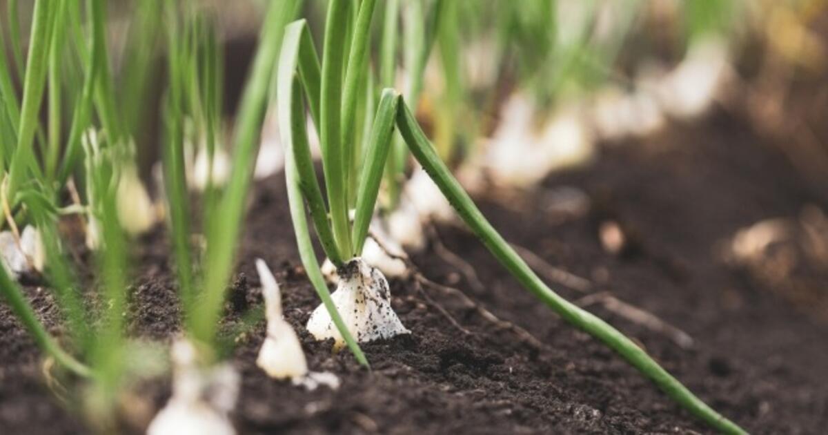 Patikimai apsaugos svogūnus nuo žydėjimo (stiebų leidimo): kuo pakanka pabarstyti tarpueilius