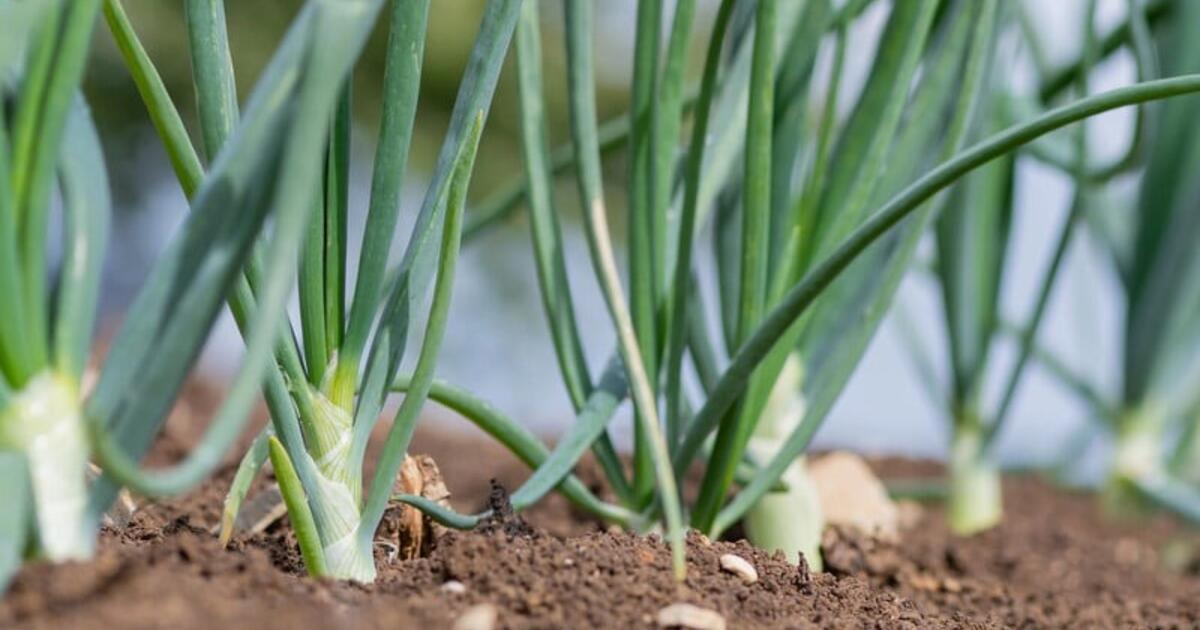 Kaip užauginti puikius svogūnus: nuo tinkamos dirvos parinkimo iki sandėliavimo