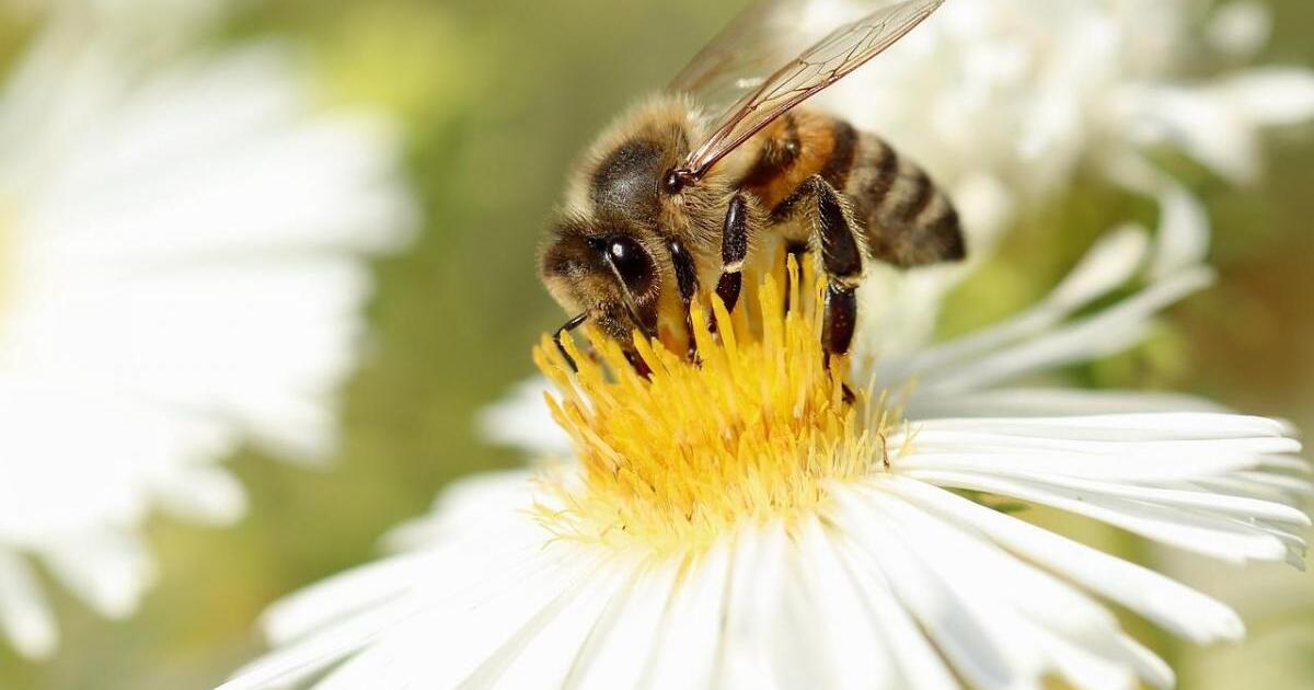 Mokslininkai įrodė, kad bitės moka skaičiuoti – naujas tyrimas