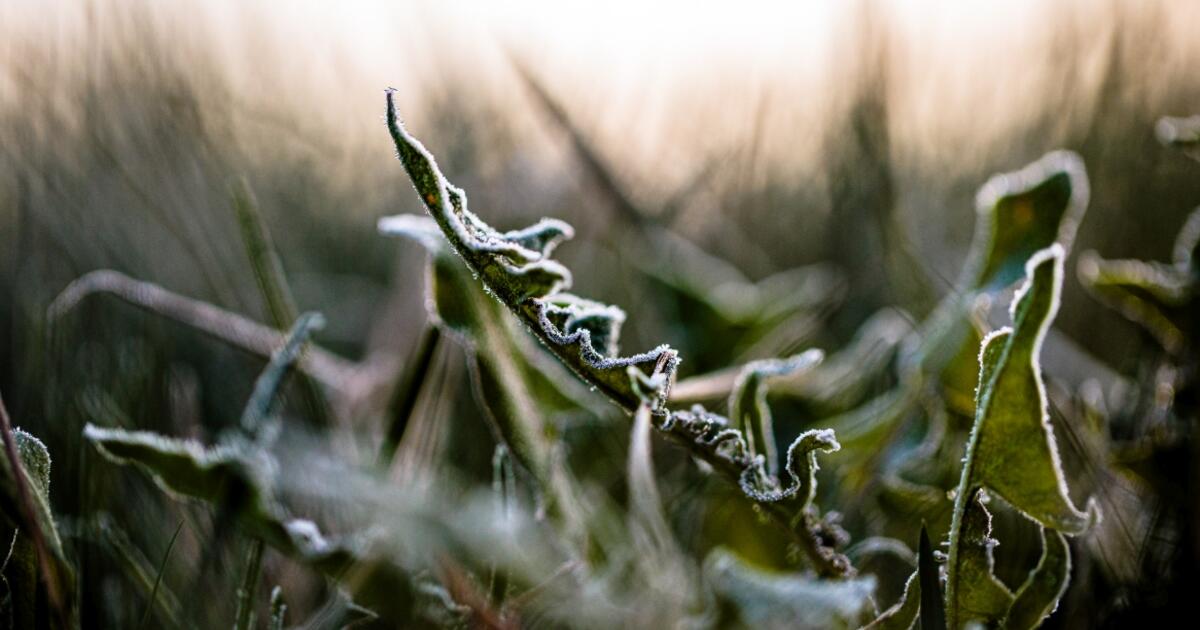 Sinoptikė: savaitgalio orai primins pavasario pradžią