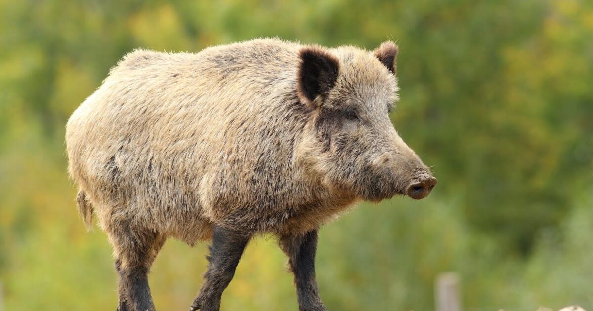 Juokingas vaizdelis iš Varšuvos: Edwardas Warczocki vejasi šernų bandą