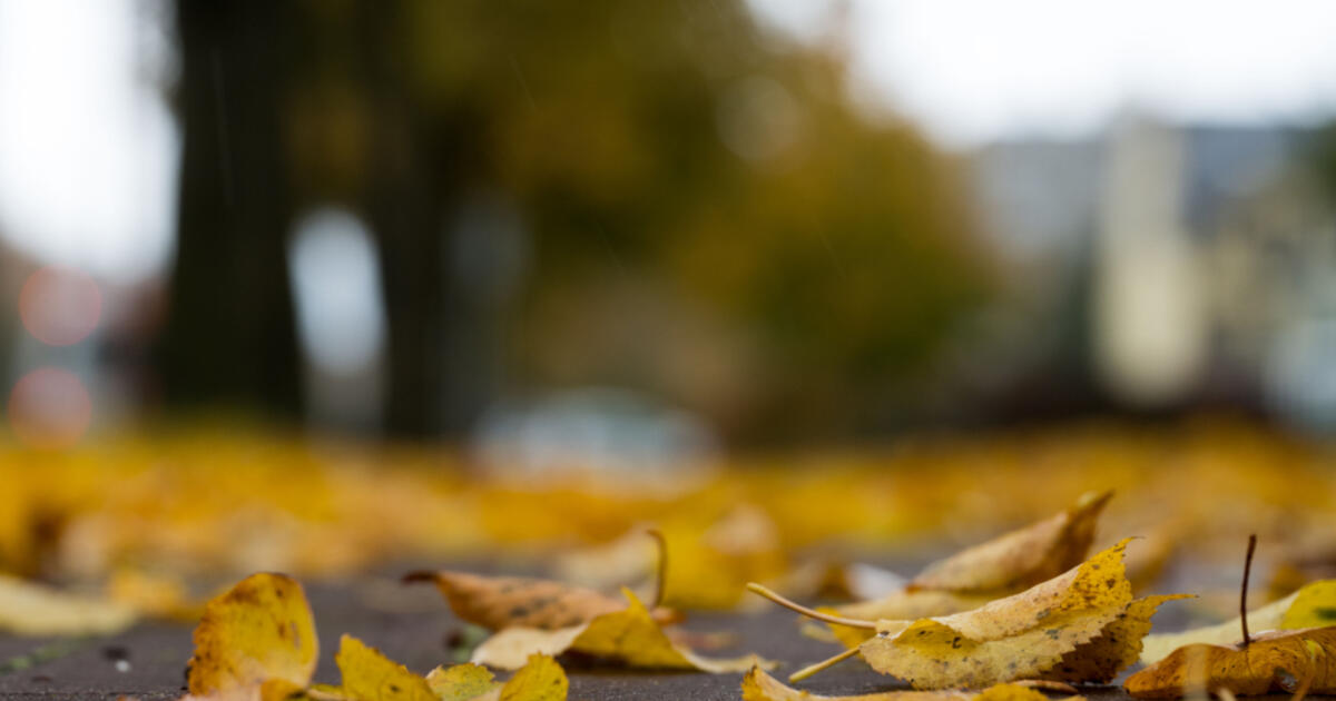 Ruduo keičia veidą: nuo 12 laipsnių ketvirtadienį iki pirmojo plikledžio savaitgalį