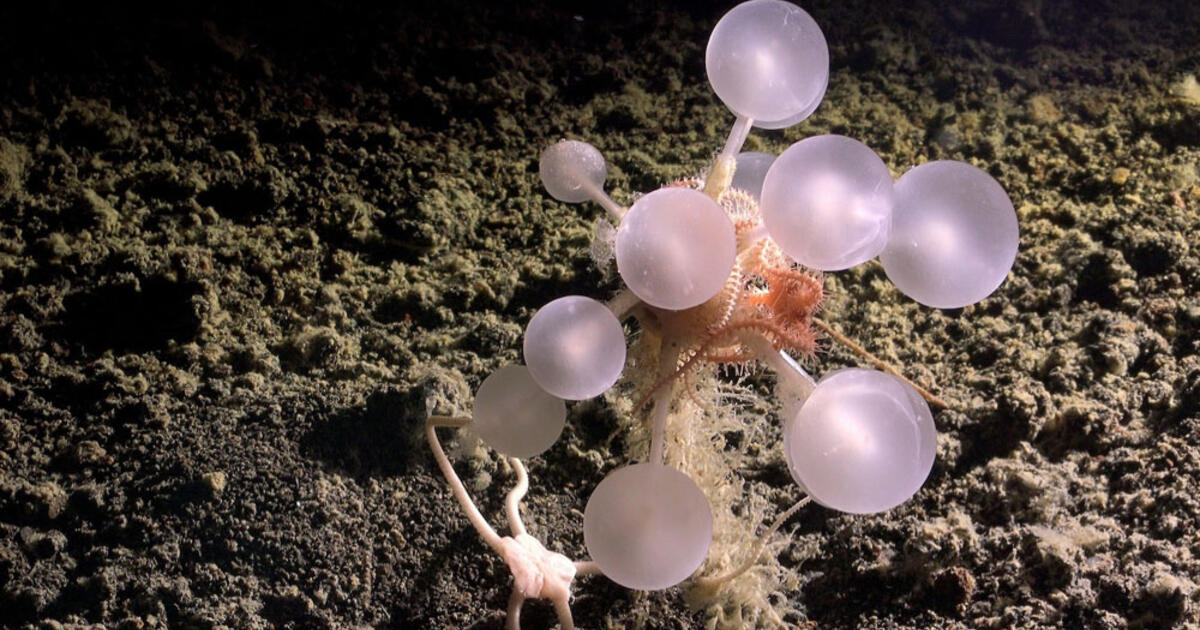 Antarktidos gelmės paslaptis: atrasta 30 naujų giliavandenės gyvybės rūšių