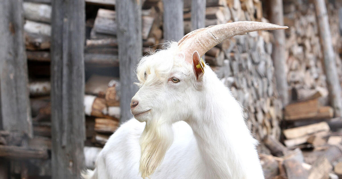 Bulvaras: Siūlo minėti Atpirkimo ožio dieną