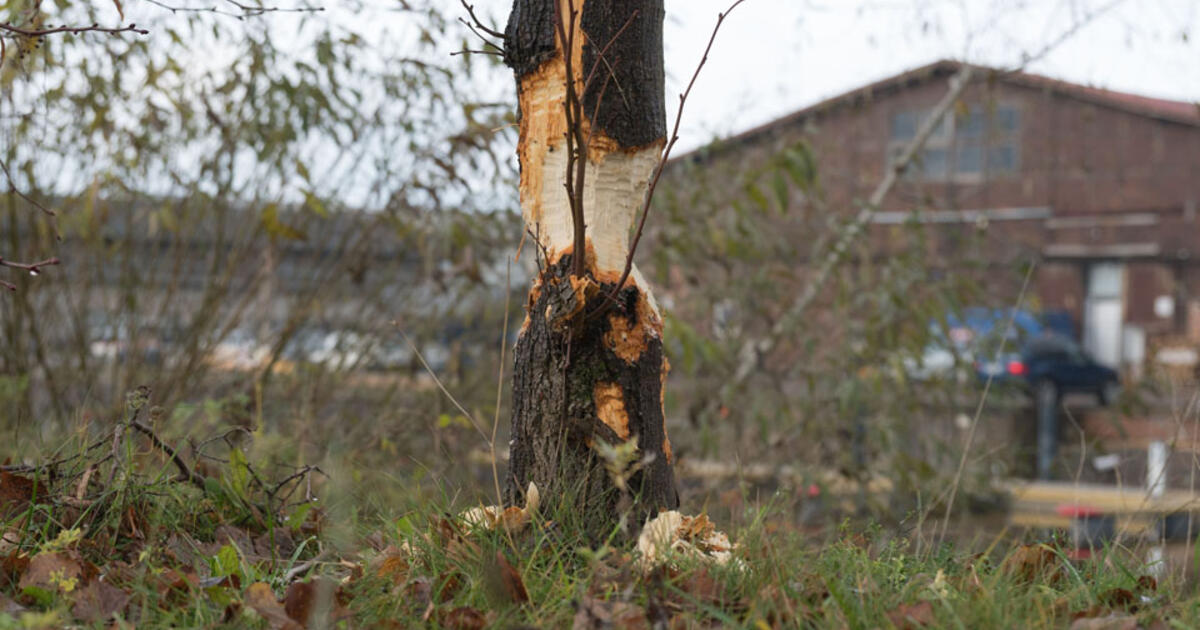 Gamtai neįsakysi arba „čia buvo bebrai“