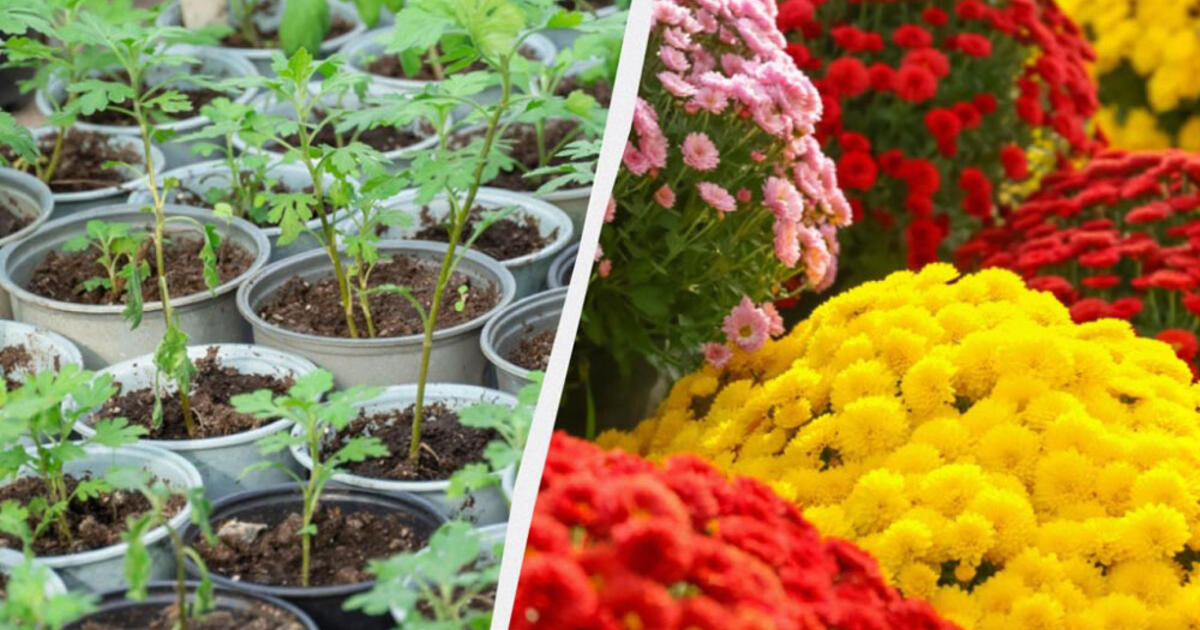 Kaip iš vieno krūmo chrizantemų išauginti visą gėlyną: patikrintas būdas