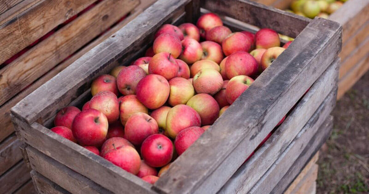 Padėkite tai rūsyje šalia obuolių, ir jie išliks sultingi iki pavasario. Patyrusių sodininkų paslaptis