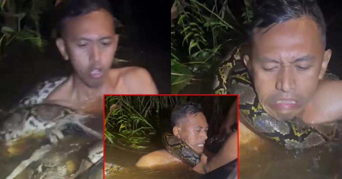 Šešių metrų pitonas įsitempė gidą po vandeniu - išgyveno visišką siaubą (video)