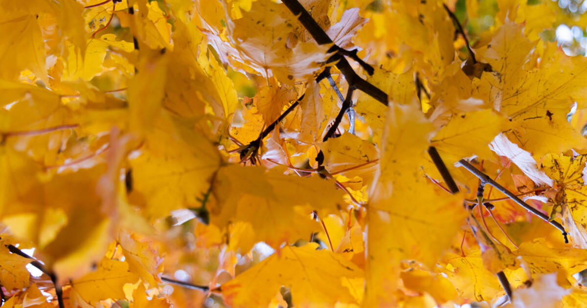 Sinoptikė: artimiausiomis dienomis išliks šilti orai