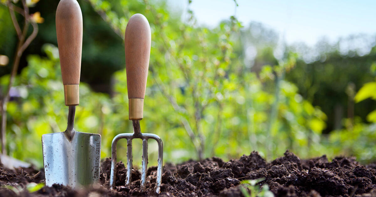 Daugiamečiai augalai, kuriuos galima sėti lapkritį: paprasta gudrybė, kuri gėles padaro atsparias šalčiui