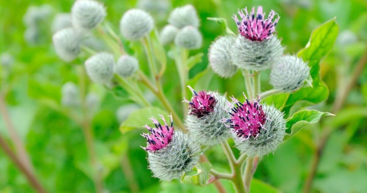 Atraskite šių lapų galią: nuo detokso iki vėžio profilaktikos - paslėptas sveikatos lobis