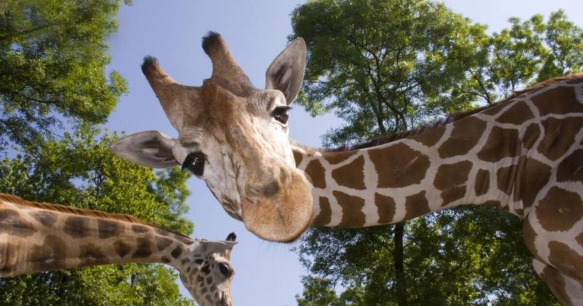 Netikėta priežastis, kodėl žirafos turi tokias ilgas kojas