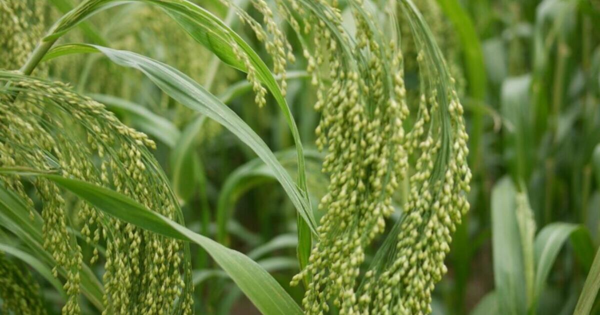 Mokslininkai pristatė pažangų būdą, leidžiantį nustatyti, kokius augalus valgė senovės žmonės Europoje