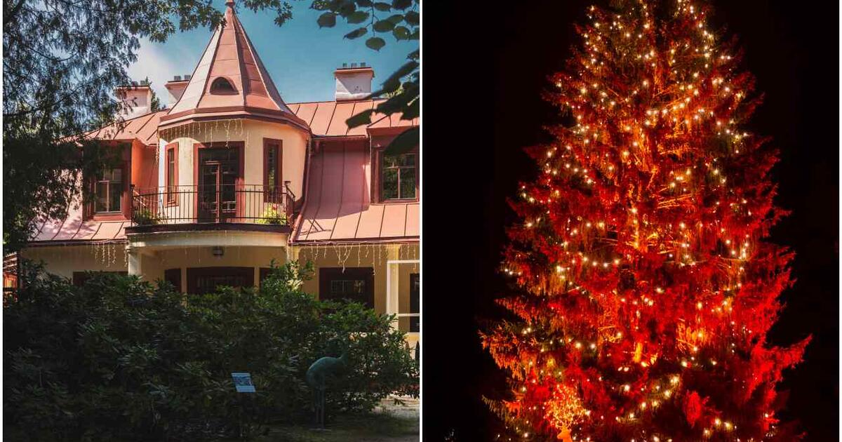 Tado Ivanausko Obelynės sodyboje bus įžiebiama aukščiausia natūrali Kalėdų eglė Lietuvoje