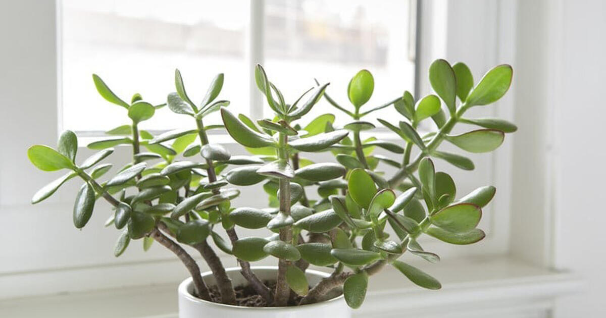 Ko pinigų medžiui reikia kovą: paprasti žingsniai vešlesniam ir sveikesniam augimui