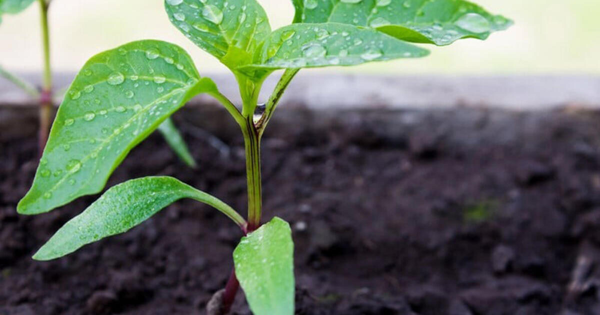 5 priežastys, kodėl paprika neauga pasodinus į dirvą: ką daryti?