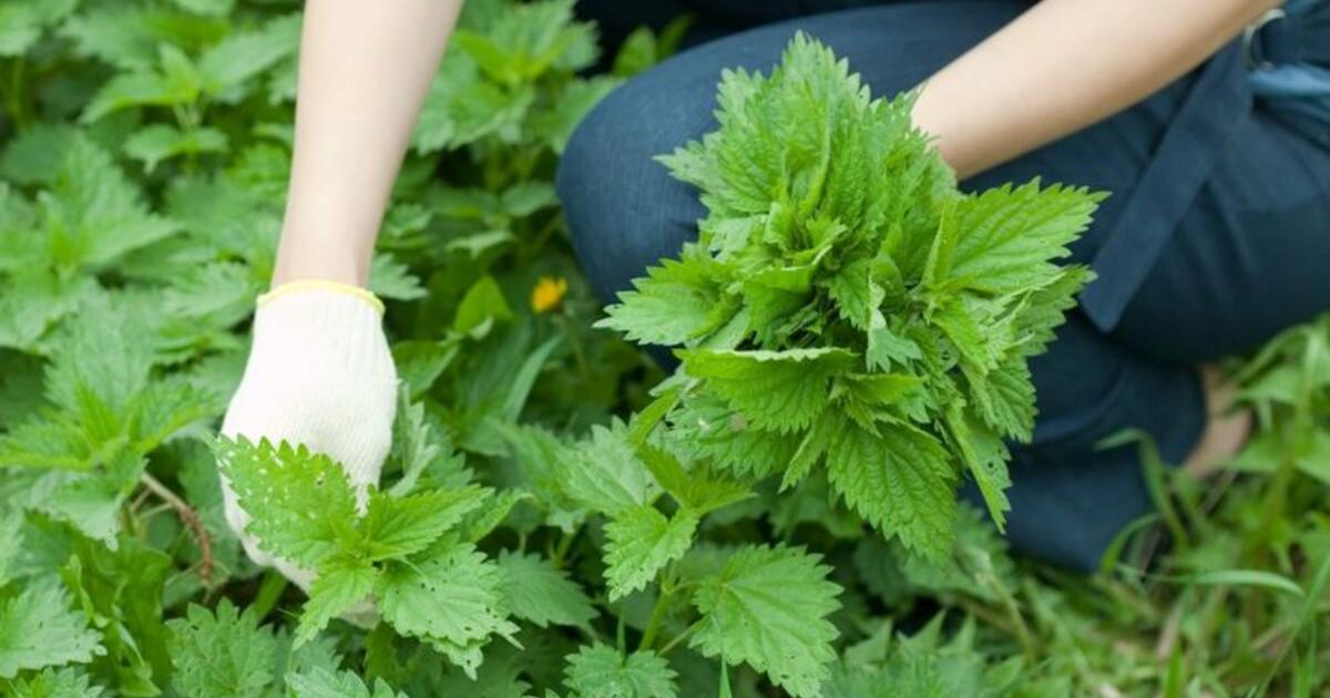 Augalas, kuris mitybos požiūriu lenkia papildus, pieną ir mėsą: ar tikrai šios piktžolės bijo korporacijos