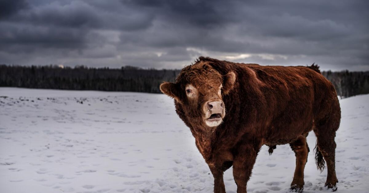 Į srutų duobę įkritusį jautį išvadavo ugniagesiai