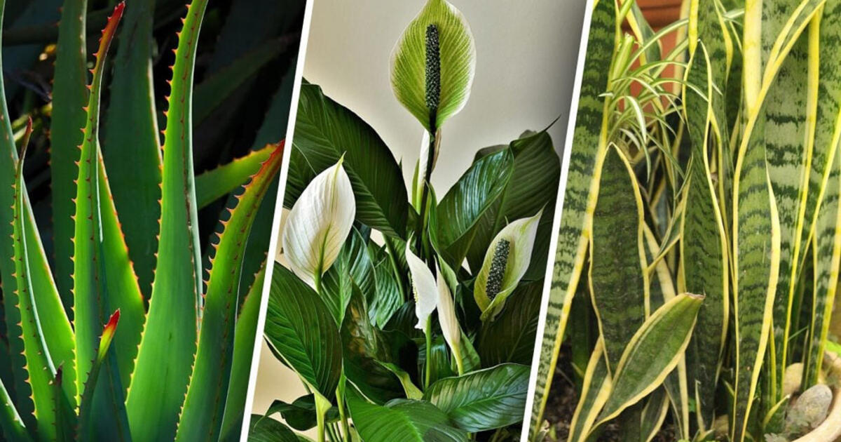 Sėkmė neapleis: 7 augalai, kurie išvalo namus nuo negatyvo ir atneša laimę