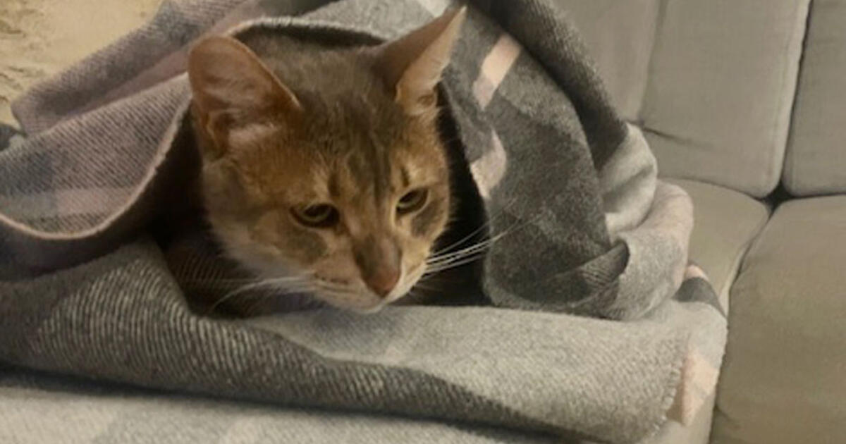 Kaip suprasti, kad katė sušalo: ekspertai įvardijo 9 požymius