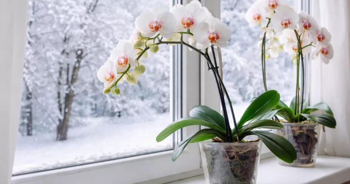 Vasarį orchidėjai būtina: floristų paslaptis, kuri „pažadina“ augalą – kaimynai mirs iš pavydo