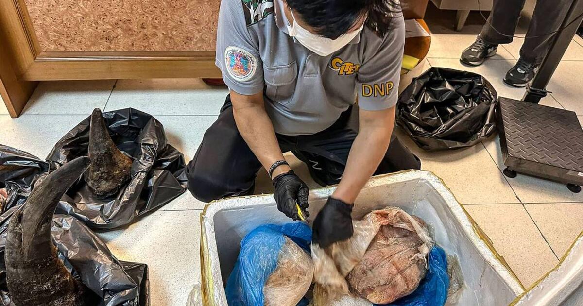 Tailande suimtas vyras už mėsoje paslėptų raganosio ragų kontrabandą