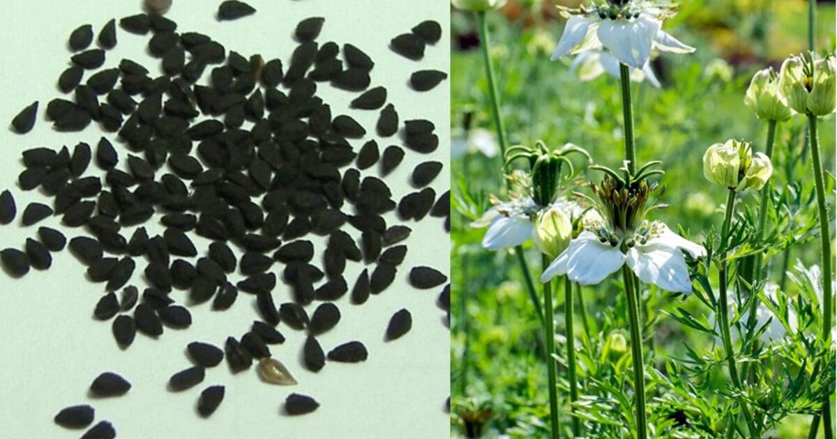 Vieno šaukšto paslaptis: Japonijos mokslininkai rado būdą, kaip „išplauti“ cholesterolį be vaistų