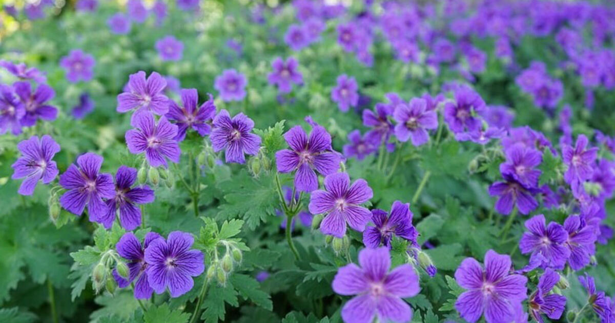 Stebuklingas tirpalas snapučiams: vešlūs lapai ir žiedų jūra jūsų namuose