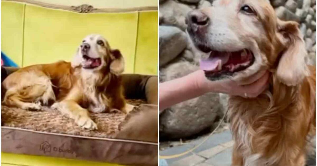 Beveik užmušto ir bandyto užkasti šuns Gauso istorija baigėsi - keturkojis mirė