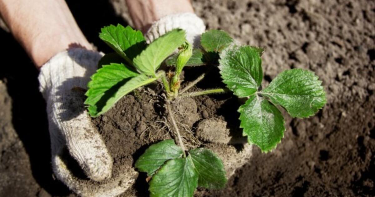 Kada sėti žemuoges sodinukams: esminiai terminai, sėklų pasirinkimas ir auginimo klaidos
