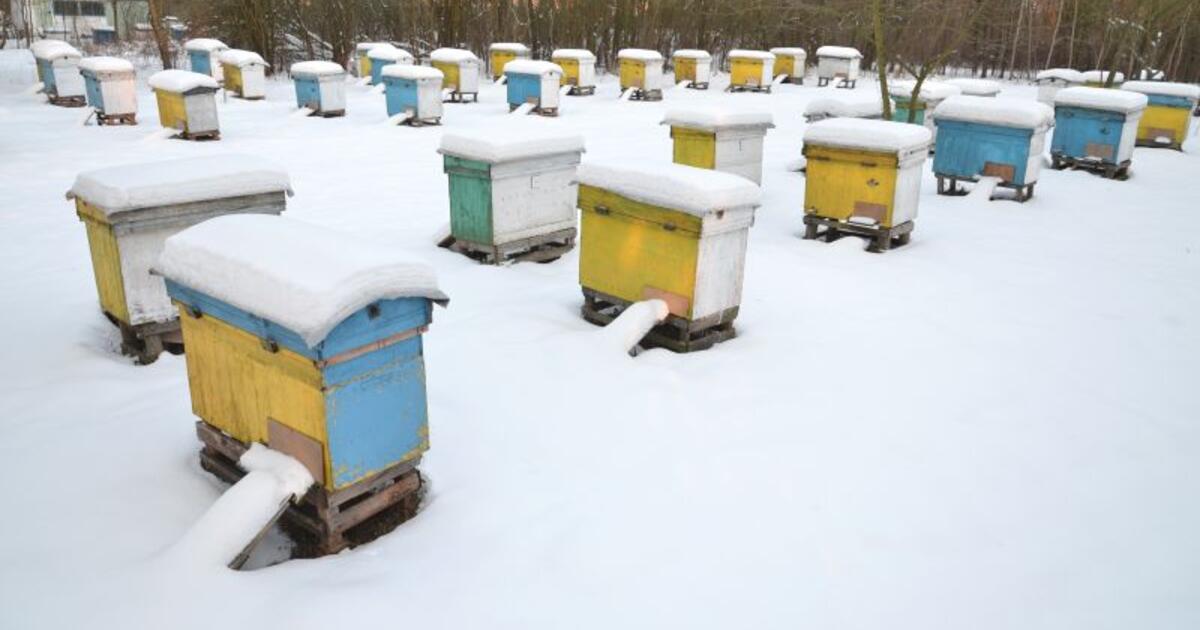 Ledinis egzaminas bitynuose: kodėl šią žiemą tylos aviliuose bijoma labiausiai?