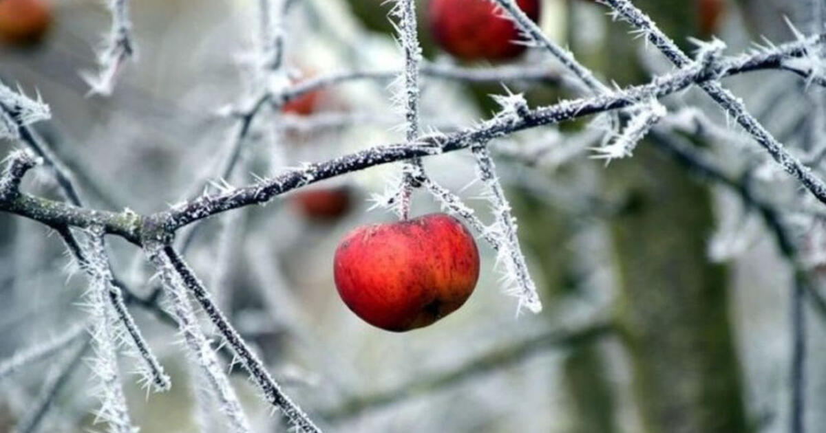 Šaltis kenkia vaismedžiams ir sodams: ką galima padaryti?