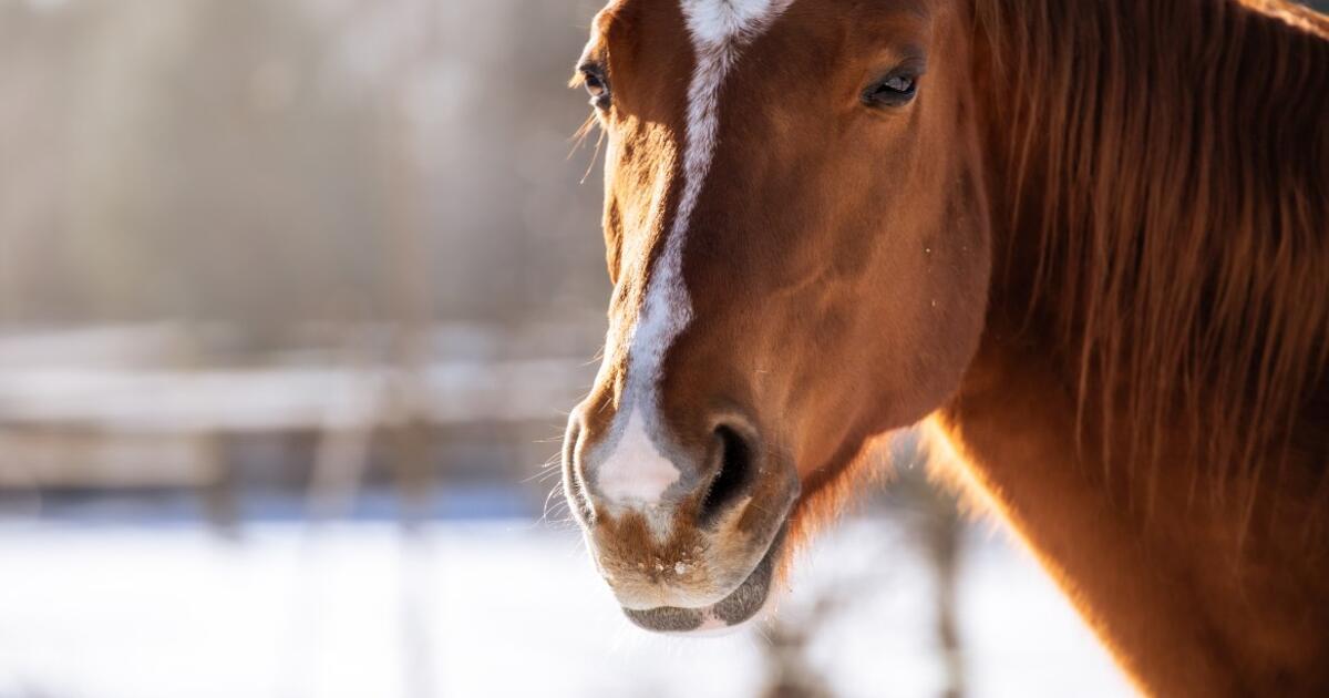 Puraus sniego spąstai: arklį reikėjo ne tik atkasti