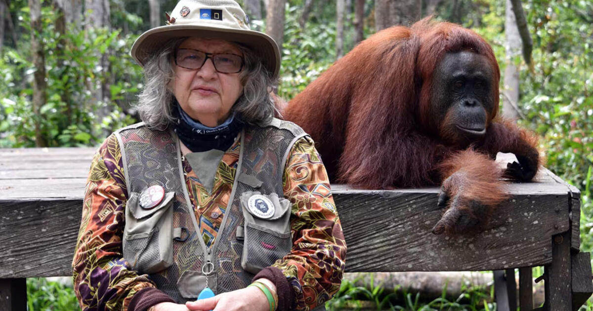 Mirė pasaulinio garso lietuvių kilmės antropologė, orangutanų tyrinėtoja Birutė Galdikas