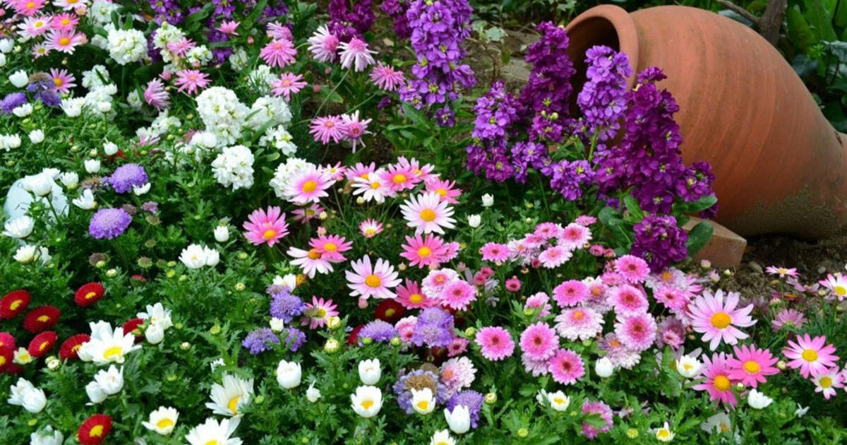 Net laistyti nereikia: gražiausios sodo gėlės, nereikalaujančios nuolatinės priežiūros