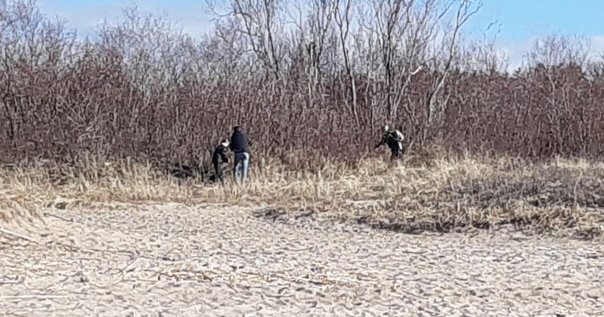 Bulvaras: Ko gailiai kniaukė kačiukai