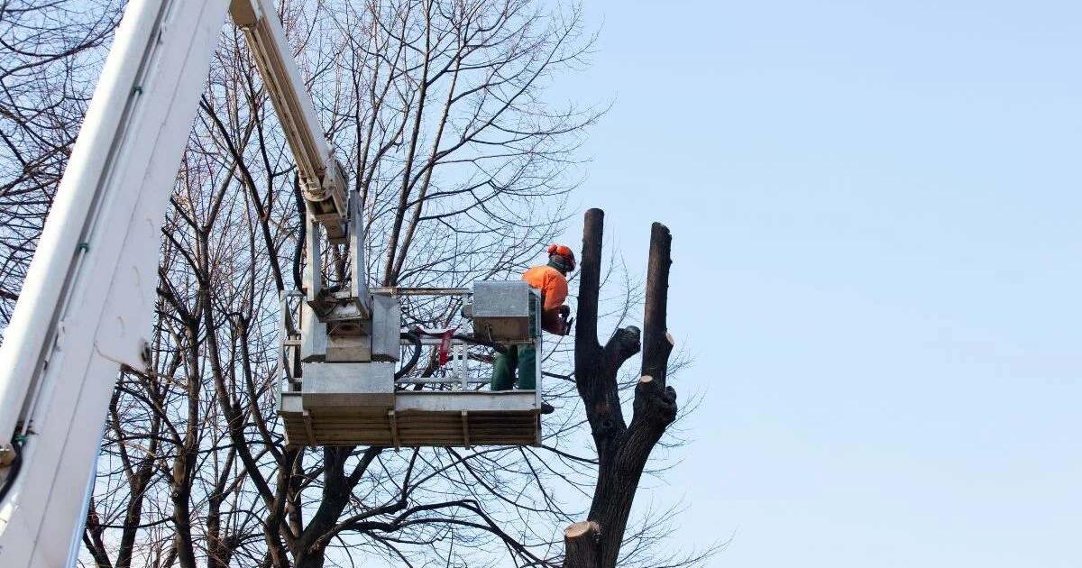 Medžių genėtojai liko įkalinti bokštelyje: žemyn lipo gelbėtojų kopėčiomis
