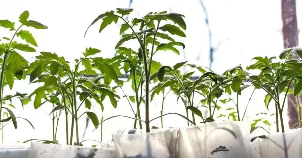 Laikas sėti pomidorus