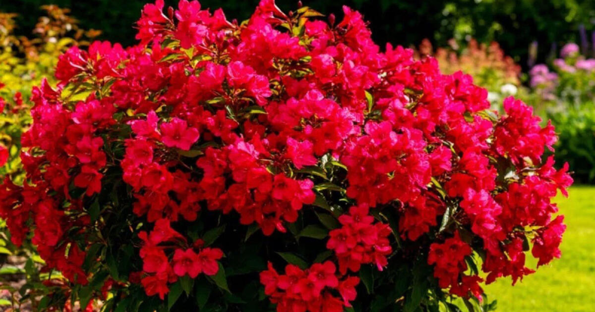 Tituluota gražuolė, žydinti nuo gegužės iki spalio: įspūdingas daugiametis visą sezoną puošia sodą ryškiais raudonais žiedais