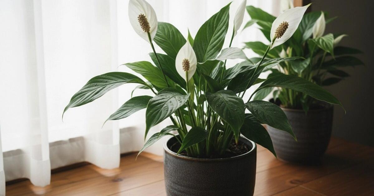 Kaip dažnai laistyti vėzdūnes (rečiau, nei manote)