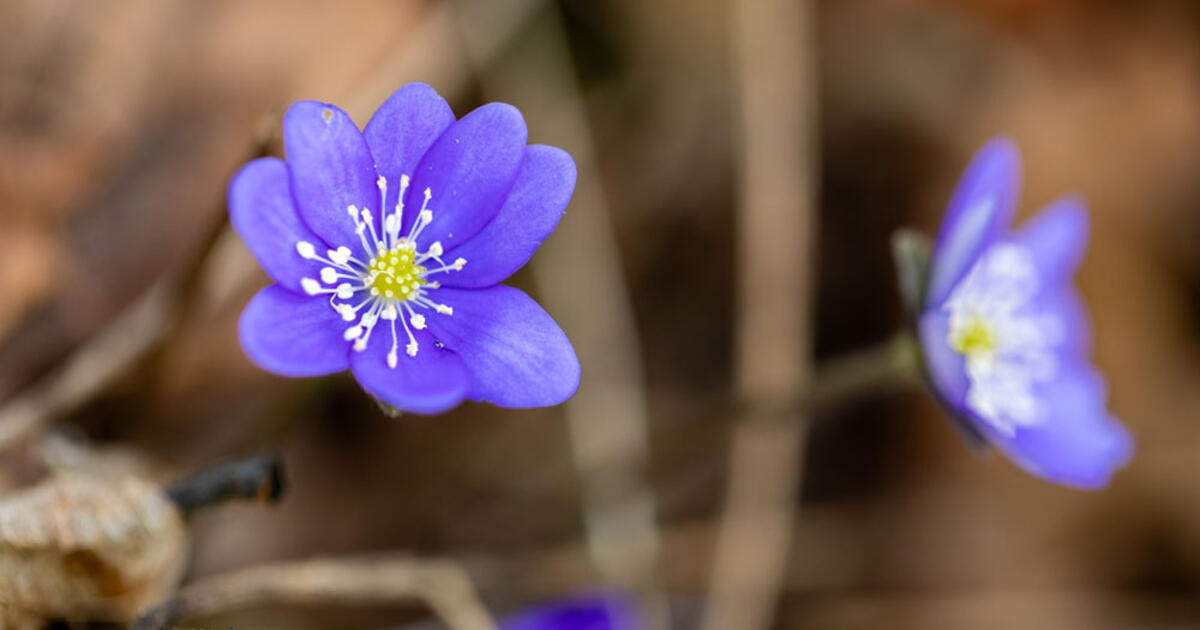 Sinoptikas: savaitės viduryje sausus orus keis lietus