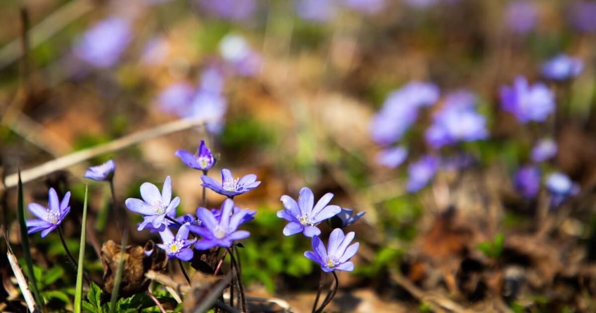 Sinoptikė žada permainingą savaitę ir pavasariškai šiltas Velykas