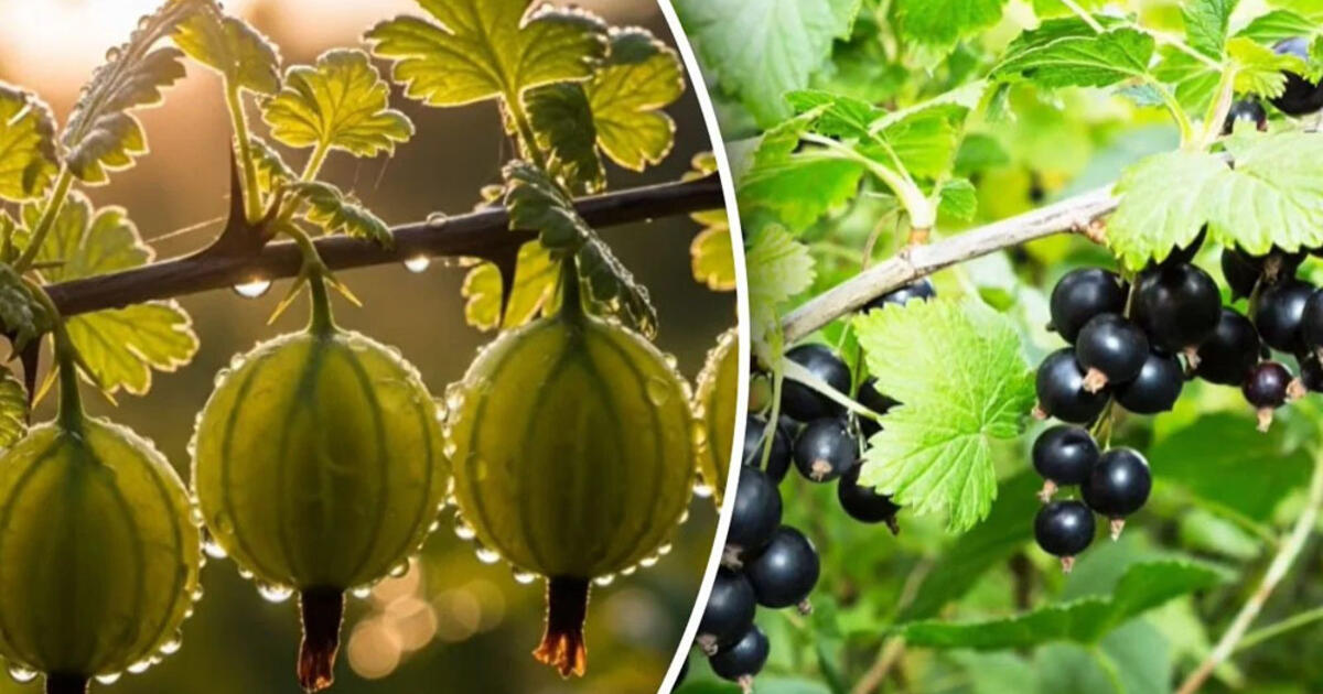 Derliui gresia pavojus: kodėl serbentai ir agrastai smulkėja ir kaip išgelbėti krūmus