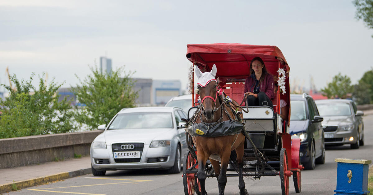 „Uždraus karietas? Atvešiu žirgus politikui“: Klaipėdoje kyla konfliktas dėl gyvūnų